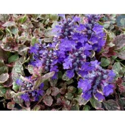 Krybende Læbeløs 'Burgundy Glow' Ajuga Reptans 'Burgundy Glow' 10 Cm. Potte 5 Krybende Læbeløs 'Burgundy Glow' Ajuga Reptans 'Burgundy Glow' 10 Cm. Potte -Plantetorvet Butik mi152 ajuga reptans burgundy glow a07d