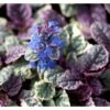 Krybende Læbeløs 'Burgundy Glow' Ajuga Reptans 'Burgundy Glow' 10 Cm. Potte 1 Krybende Læbeløs 'Burgundy Glow' Ajuga Reptans 'Burgundy Glow' 10 Cm. Potte -Plantetorvet Butik mi152 ajuga reptans burgundy glow d8d0