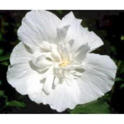 Syrisk Rose 'White Chiffon' (R) Hibiscus Syriacus 'White Chiffon' (r) Potte 6,6 Liter, - 70-80 Cm. 5 Syrisk Rose 'White Chiffon' (R) Hibiscus Syriacus 'White Chiffon' (r) Potte 6,6 Liter, - 70-80 Cm. -Plantetorvet Butik mi15327 hibiscus syriacus white chiffon 74cc