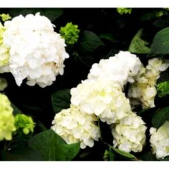 Hortensia 'Endless Summer The Bride' Hydrangea 'Endless Summer The Bride' 5 Liter Potte 4 Hortensia 'Endless Summer The Bride' Hydrangea 'Endless Summer The Bride' 5 Liter Potte -Plantetorvet Butik mi15435 hydrangea macrophylla the bride a11d