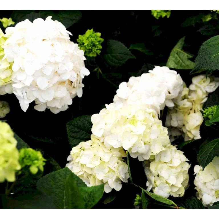 Hortensia 'Endless Summer The Bride' Hydrangea 'Endless Summer The Bride' 5 Liter potte Hortensia 'Endless Summer The Bride' Hydrangea 'Endless Summer The Bride' 5 Liter Potte -Plantetorvet Butik mi15435 hydrangea macrophylla the bride a11d