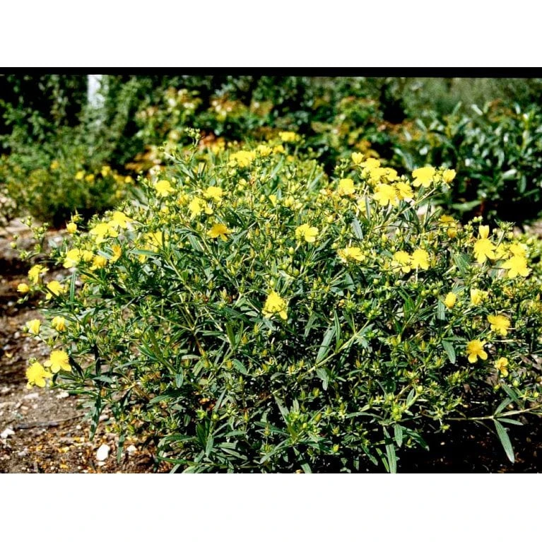 Perikon 'Gemo' Hypericum Erectum 'Gemo' 3,5 liter potte, Nordic Perikon 'Gemo' Hypericum Erectum 'Gemo' 3,5 Liter Potte, Nordic -Plantetorvet Butik mi15501 hypericum kalmianum gemo b0c8