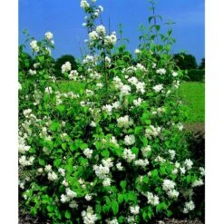 Uægte Jasmin 'Schneesturm' Philadelphus Virginalis 'Schneesturm' Med Klump,- 150-175 Cm. 6 Uægte Jasmin 'Schneesturm' Philadelphus Virginalis 'Schneesturm' Med Klump,- 150-175 Cm. -Plantetorvet Butik mi15797 philadelphus virgina schneesturm 767a