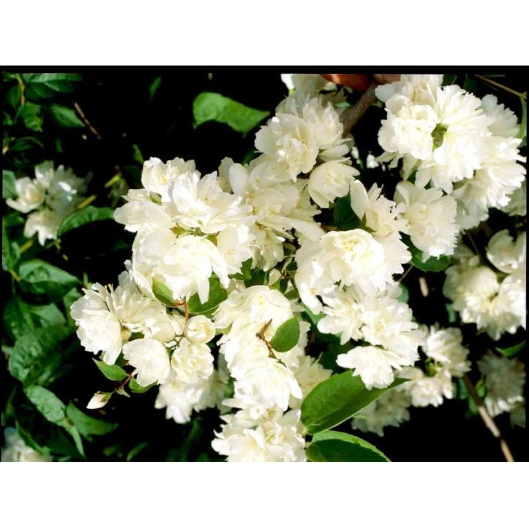 Uægte Jasmin 'Schneesturm' Philadelphus Virginalis 'Schneesturm' Med klump,- 150-175 cm. Uægte Jasmin 'Schneesturm' Philadelphus Virginalis 'Schneesturm' Med Klump,- 150-175 Cm. -Plantetorvet Butik mi15797 philadelphus virgina schneesturm a48f