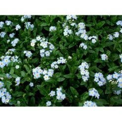 Eng-Forglemmigej 'Nixenauge' Myosotis Palustris 'Nixenauge' 10 Cm. Potte -Plantetorvet Butik mi1587 myosotis palustris nixenauge d7b4