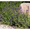 Blåkant 'Mussinii' Nepeta Faassenii 'Mussinii' 1 Liter Potte 2 Blåkant 'Mussinii' Nepeta Faassenii 'Mussinii' 1 Liter Potte -Plantetorvet Butik mi1591 nepeta x faassenii bd91