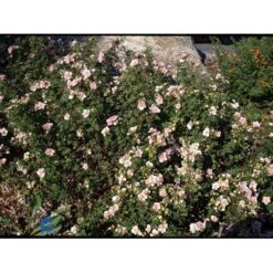 Buskpotentil 'Pink Queen' Potentilla Fruticosa 'Pink Queen' Potte 2,0 Liter,- 25-30 Cm. -Plantetorvet Butik mi15935 potentilla fruticosa pink queen b5e9