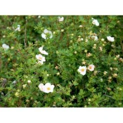Buskpotentil 'Pink Queen' Potentilla Fruticosa 'Pink Queen' Potte 2,0 Liter,- 25-30 Cm. -Plantetorvet Butik mi15935 potentilla fruticosa pink queen fa78