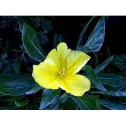 Krybende Natlys Oenothera Macrocarpa 10 Cm. Potte 6 Krybende Natlys Oenothera Macrocarpa 10 Cm. Potte -Plantetorvet Butik mi1596 oenothera macrocarpa d7b4
