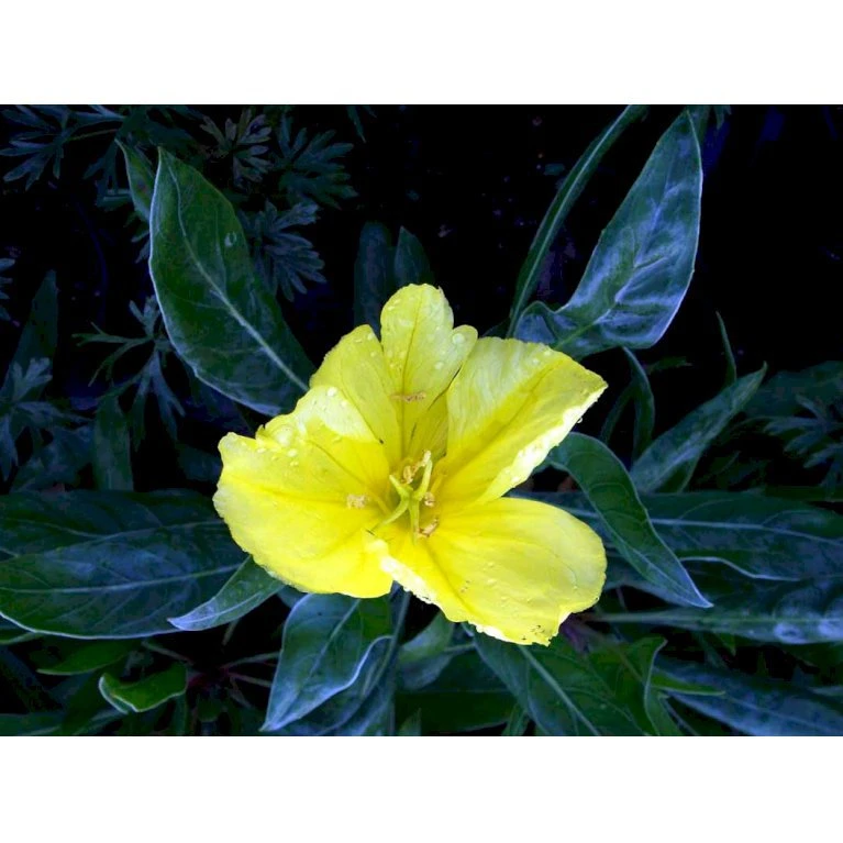 Krybende Natlys Oenothera Macrocarpa 10 cm. potte Krybende Natlys Oenothera Macrocarpa 10 Cm. Potte -Plantetorvet Butik mi1596 oenothera macrocarpa d7b4