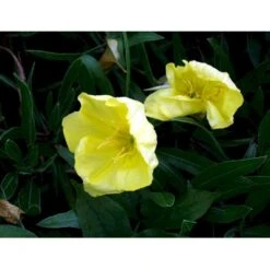 Krybende Natlys Oenothera Macrocarpa 10 Cm. Potte 5 Krybende Natlys Oenothera Macrocarpa 10 Cm. Potte -Plantetorvet Butik mi1596 oenothera macrocarpa febe