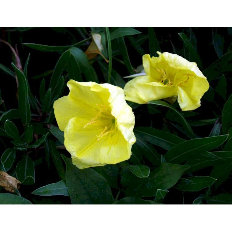 Krybende Natlys Oenothera Macrocarpa 10 cm. potte Krybende Natlys Oenothera Macrocarpa 10 Cm. Potte -Plantetorvet Butik mi1596 oenothera macrocarpa febe