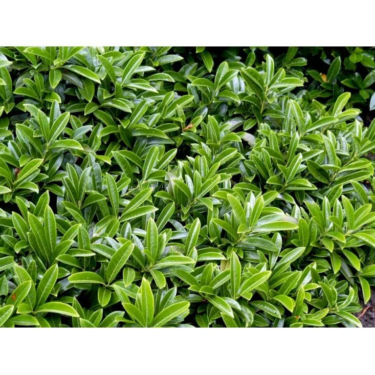 Krybende Kirsebærlaurbær Prunus Laurocerasus 'Mount Vernon' 5 liter potte 40-60 cm Krybende Kirsebærlaurbær Prunus Laurocerasus 'Mount Vernon' 5 Liter Potte 40-60 Cm -Plantetorvet Butik mi15976 prunus laurocerasus lucitanica 709b