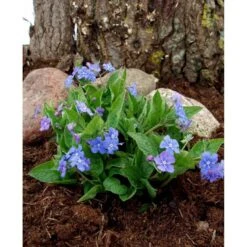Vårkærminde Omphalodes Verna 10 Cm. Potte 5 Vårkærminde Omphalodes Verna 10 Cm. Potte -Plantetorvet Butik mi1597 omphalodes verna 49bd