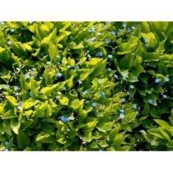 Vårkærminde Omphalodes Verna 10 Cm. Potte 8 Vårkærminde Omphalodes Verna 10 Cm. Potte -Plantetorvet Butik mi1597 omphalodes verna 61b3