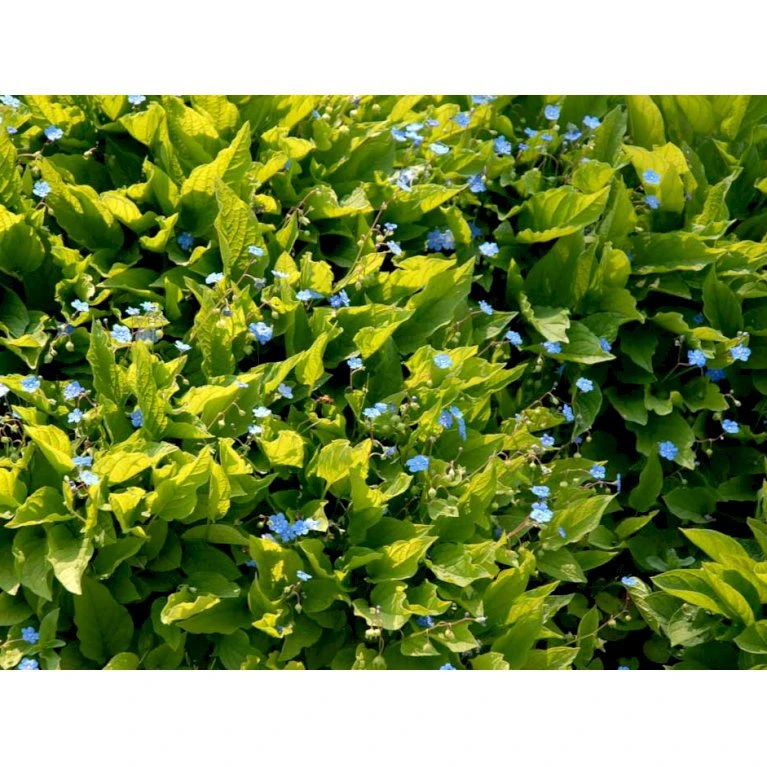 Vårkærminde Omphalodes Verna 10 cm. potte Vårkærminde Omphalodes Verna 10 Cm. Potte -Plantetorvet Butik mi1597 omphalodes verna 61b3