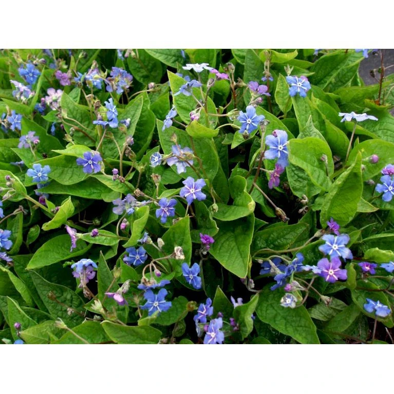 Vårkærminde Omphalodes Verna 10 cm. potte Vårkærminde Omphalodes Verna 10 Cm. Potte -Plantetorvet Butik mi1597 omphalodes verna d2a0