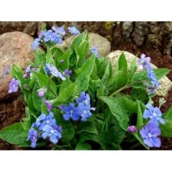 Vårkærminde Omphalodes Verna 10 Cm. Potte 6 Vårkærminde Omphalodes Verna 10 Cm. Potte -Plantetorvet Butik mi1597 omphalodes verna dd7b