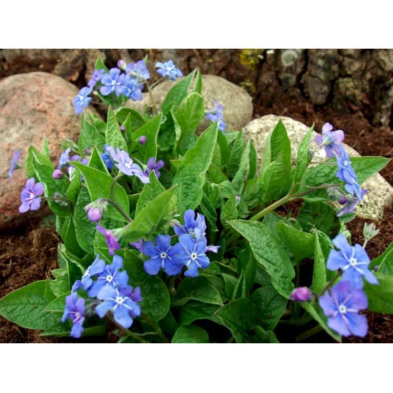 Vårkærminde Omphalodes Verna 10 cm. potte Vårkærminde Omphalodes Verna 10 Cm. Potte -Plantetorvet Butik mi1597 omphalodes verna dd7b