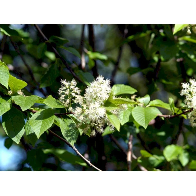 Mandshurisk Kirsebær Prunus Maackii Solitær busk 150-200 cm. - med klump Mandshurisk Kirsebær Prunus Maackii Solitær Busk 150-200 Cm. - Med Klump -Plantetorvet Butik mi15988 prunus maackii eff3