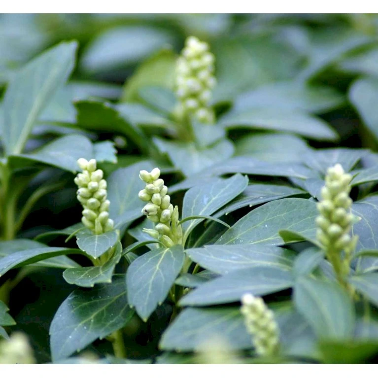 Vinterglans 'Green Carpet' Pachysandra Terminalis 'Green Carpet' 10 cm. potte Vinterglans 'Green Carpet' Pachysandra Terminalis 'Green Carpet' 10 Cm. Potte -Plantetorvet Butik mi1599 pachysandra terminalis green carpet 252d