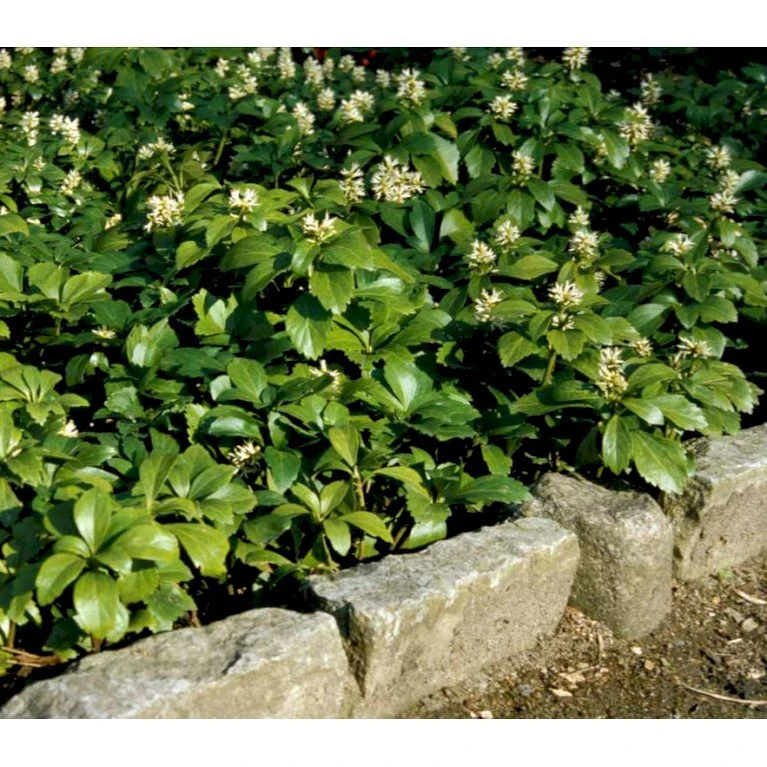 Vinterglans 'Green Carpet' Pachysandra Terminalis 'Green Carpet' 10 cm. potte Vinterglans 'Green Carpet' Pachysandra Terminalis 'Green Carpet' 10 Cm. Potte -Plantetorvet Butik mi1599 pachysandra terminalis green carpet 95c7