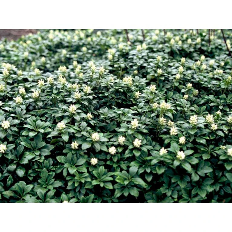 Vinterglans 'Green Carpet' Pachysandra Terminalis 'Green Carpet' 10 cm. potte Vinterglans 'Green Carpet' Pachysandra Terminalis 'Green Carpet' 10 Cm. Potte -Plantetorvet Butik mi1599 pachysandra terminalis green carpet d849