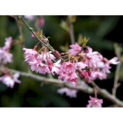 Prydkirsebær 'Fukubana' Prunus 'Fukubana' Solitær Busk 150-200 Cm. - Med Klump -Plantetorvet Butik mi16002 prunus subhirtella fukubana daef