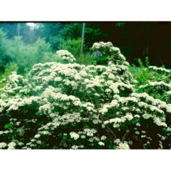 Snedrivebusk Spiraea X Arguta Med Klump,- 125-150 Cm.