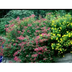 Spiræa 'Anthony Waterer' Spiraea X Bumalda 'Anthony Waterer' Potte 3,0 Liter,- 30-40 Cm. 5 Spiræa 'Anthony Waterer' Spiraea X Bumalda 'Anthony Waterer' Potte 3,0 Liter,- 30-40 Cm. -Plantetorvet Butik mi16194 spiraea japonica anthony waterer 9039