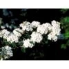 Spiræa Vanhouttei Spiraea X Vanhouttei 5 Liter Potte -Plantetorvet Butik mi16214 spiraea vanhouttei 84bc