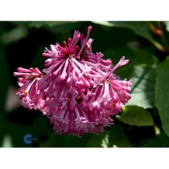 Preston Syren 'Miss Canada' Syringa Prestoniae 'Miss Canada' Potte 4,0 Liter,- 50-60 Cm. 6 Preston Syren 'Miss Canada' Syringa Prestoniae 'Miss Canada' Potte 4,0 Liter,- 50-60 Cm. -Plantetorvet Butik mi16259 syringa miss canada f086