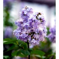 'Michel Büchner' Syringa Vul. 'Michel Büchner' (storblomstrende) Med Klump,- 150-175 Cm.