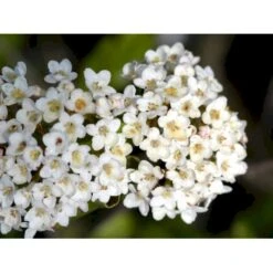 Duft-snebolle (vintergrøn) Viburnum X Burkwoodii Solitær Busk 150-175 Cm. Høj,- 100-150 Cm. Bred., Med Trådklump 6 Duft-snebolle (vintergrøn) Viburnum X Burkwoodii Solitær Busk 150-175 Cm. Høj,- 100-150 Cm. Bred., Med Trådklump -Plantetorvet Butik mi16391 viburnum burkwoodii 0e12