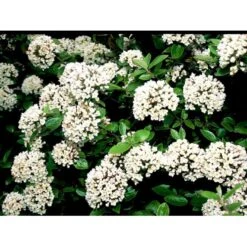 Duft-snebolle (vintergrøn) Viburnum X Burkwoodii Solitær Busk 150-175 Cm. Høj,- 100-150 Cm. Bred., Med Trådklump 4 Duft-snebolle (vintergrøn) Viburnum X Burkwoodii Solitær Busk 150-175 Cm. Høj,- 100-150 Cm. Bred., Med Trådklump -Plantetorvet Butik mi16391 viburnum burkwoodii 373e