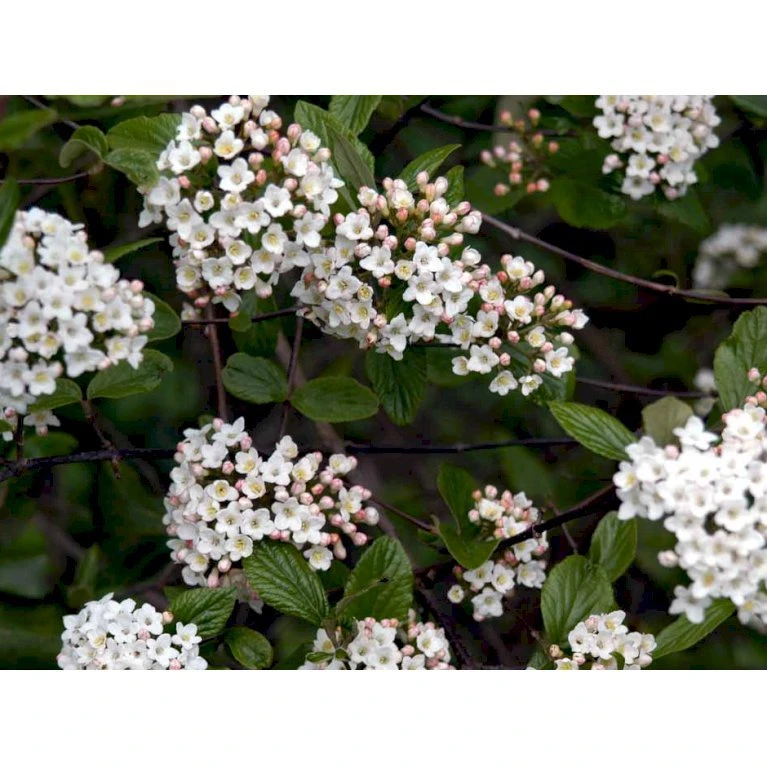 Duft-snebolle (vintergrøn) Viburnum X Burkwoodii Solitær busk 150-175 cm. høj,- 100-150 cm. bred., med trådklump Duft-snebolle (vintergrøn) Viburnum X Burkwoodii Solitær Busk 150-175 Cm. Høj,- 100-150 Cm. Bred., Med Trådklump -Plantetorvet Butik mi16391 viburnum burkwoodii 64ff