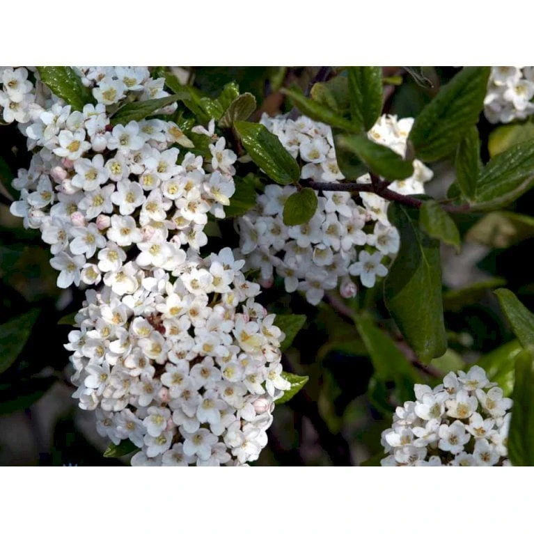 Duft-snebolle (vintergrøn) Viburnum X Burkwoodii Solitær busk 150-175 cm. høj,- 100-150 cm. bred., med trådklump Duft-snebolle (vintergrøn) Viburnum X Burkwoodii Solitær Busk 150-175 Cm. Høj,- 100-150 Cm. Bred., Med Trådklump -Plantetorvet Butik mi16391 viburnum burkwoodii d3c0