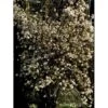 Kejserbusk Viburnum Farreri Med Klump,- 125-150 Cm. -Plantetorvet Butik mi16396 viburnum farreri c669
