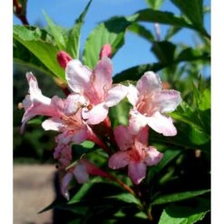 Klokkebusk 'Styriaca' Weigela Hybrid 'Styriaca' Potte 6,5 Liter 60-80 Cm. -Plantetorvet Butik mi16470 weigela styriaca 259b