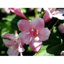 Klokkebusk 'Styriaca' Weigela Hybrid 'Styriaca' Potte 6,5 Liter 60-80 Cm. -Plantetorvet Butik mi16470 weigela styriaca ae6a