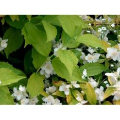 Uægte Jasmin 'Aureus' Philadelphus Caucasicus 'Aureus' 5 Liter Potte -Plantetorvet Butik mi1652 philadelphus caucasicus aureus 45f3