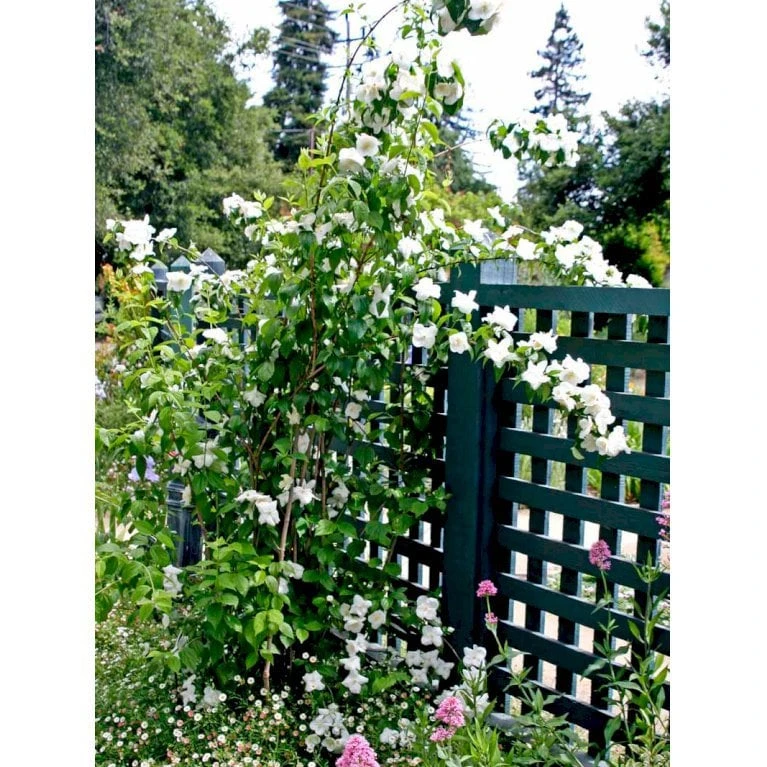 Uægte Jasmin 'Virginalis' Philadelphus 'Virginalis' Med klump,- 150-175 cm. Uægte Jasmin 'Virginalis' Philadelphus 'Virginalis' Med Klump,- 150-175 Cm. -Plantetorvet Butik mi1658 philadelphus virginalis e857