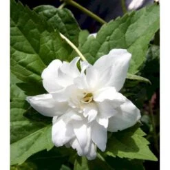 Uægte Jasmin 'Schneesturm' Philadelphus Virginalis 'Schneesturm' Med Klump,- 150-175 Cm. 4 Uægte Jasmin 'Schneesturm' Philadelphus Virginalis 'Schneesturm' Med Klump,- 150-175 Cm. -Plantetorvet Butik mi1660 philadelphus virginalis schneesturm d3a5