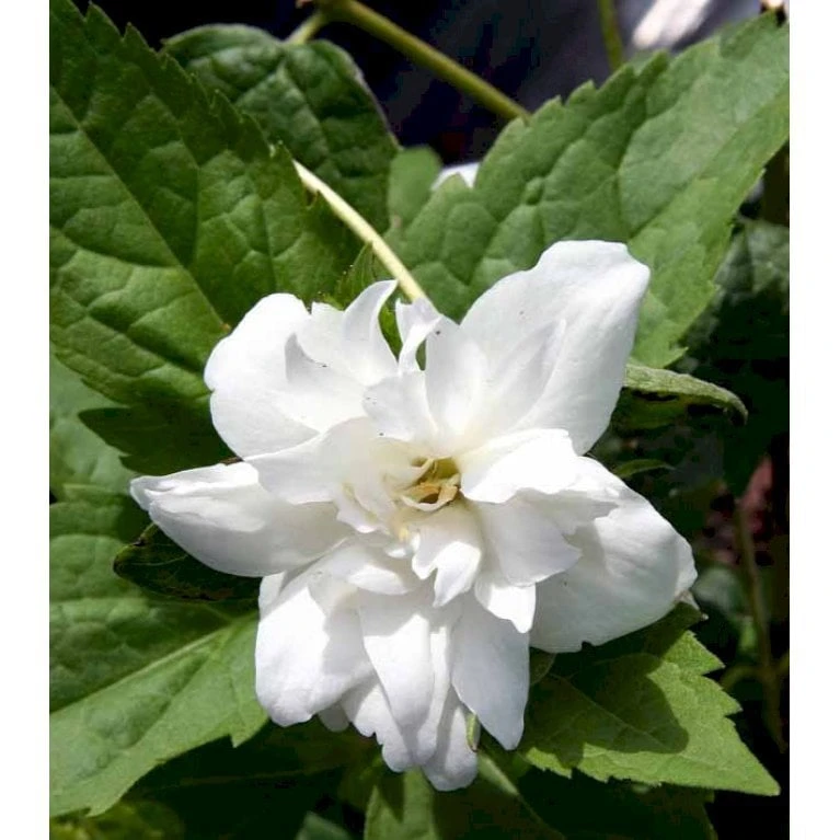 Uægte Jasmin 'Schneesturm' Philadelphus Virginalis 'Schneesturm' Med klump,- 150-175 cm. Uægte Jasmin 'Schneesturm' Philadelphus Virginalis 'Schneesturm' Med Klump,- 150-175 Cm. -Plantetorvet Butik mi1660 philadelphus virginalis schneesturm d3a5