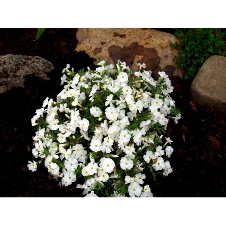 Pudefloks 'White Admiral' Phlox Douglasii 'White Admiral' 10 Cm. Potte
