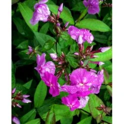 Høstfloks 'Amethyst' Phlox Paniculata 'Amethyst' Bakke Med 12 Stk. -Plantetorvet Butik mi1666 phlox paniculata amethyst 563d