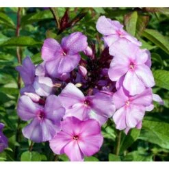 Høstfloks 'Amethyst' Phlox Paniculata 'Amethyst' Bakke Med 12 Stk. -Plantetorvet Butik mi1666 phlox paniculata amethyst c4d9