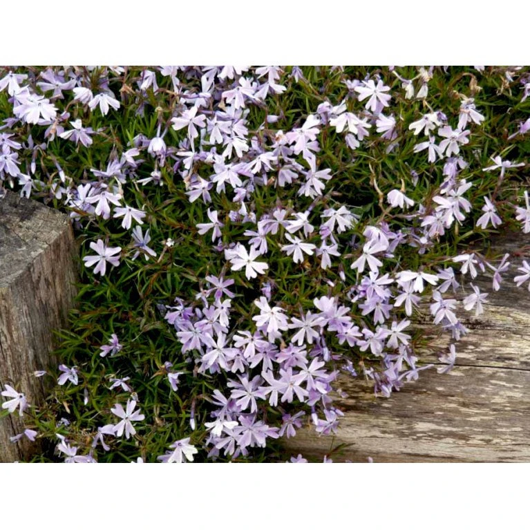 Lyngfloks 'Emerald Cushion Blue' Phlox Subulata 'Emerald Cushion Blue' 10 cm. potte Lyngfloks 'Emerald Cushion Blue' Phlox Subulata 'Emerald Cushion Blue' 10 Cm. Potte -Plantetorvet Butik mi1675 phlox subulata emerald cushion blue 14bc