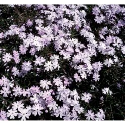 Lyngfloks 'Emerald Cushion Blue' Phlox Subulata 'Emerald Cushion Blue' 10 Cm. Potte 7 Lyngfloks 'Emerald Cushion Blue' Phlox Subulata 'Emerald Cushion Blue' 10 Cm. Potte -Plantetorvet Butik mi1675 phlox subulata emerald cushion blue 9399