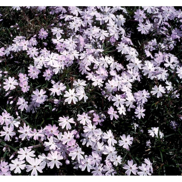 Lyngfloks 'Emerald Cushion Blue' Phlox Subulata 'Emerald Cushion Blue' 10 cm. potte Lyngfloks 'Emerald Cushion Blue' Phlox Subulata 'Emerald Cushion Blue' 10 Cm. Potte -Plantetorvet Butik mi1675 phlox subulata emerald cushion blue 9399